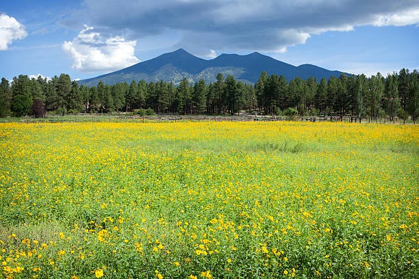 San Francisco Peaks A field of yellow wildflowers in front of the San Francisco Peaks near Flagstaff, AZ. flagstaff mountains stock pictures, royalty-free photos & images