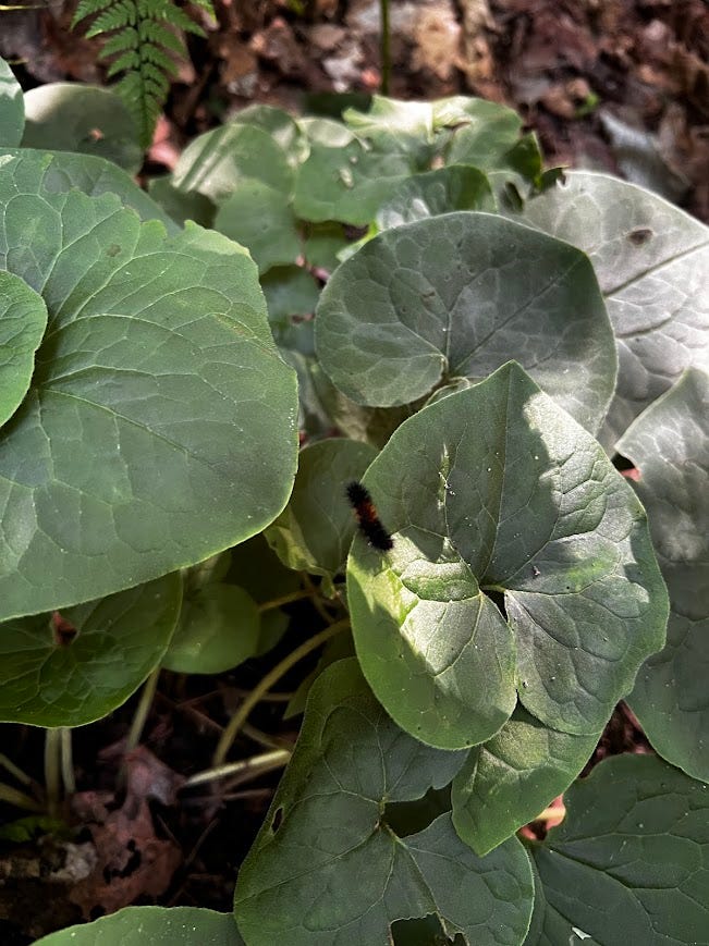 Broad green leaves of wild ginger with a brown and black caterpillar on a leaf. Broad green leaves of wild ginger with a brown and black caterpillar on a leaf.