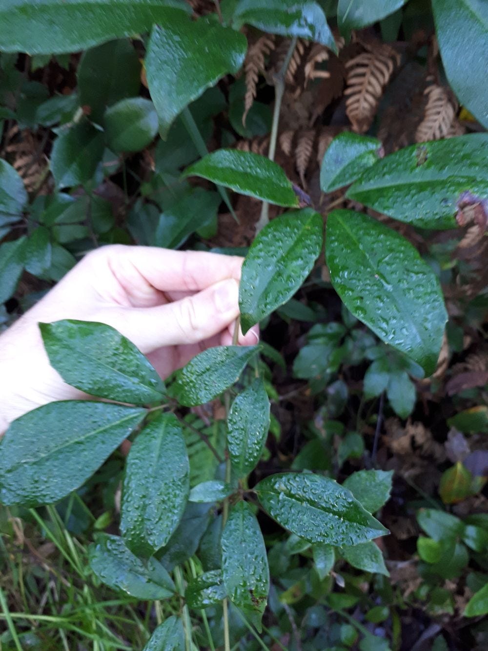 Cissus hypoglauca [5-leaf grape, jungle grape, water vine - foliage] sml.jpg
