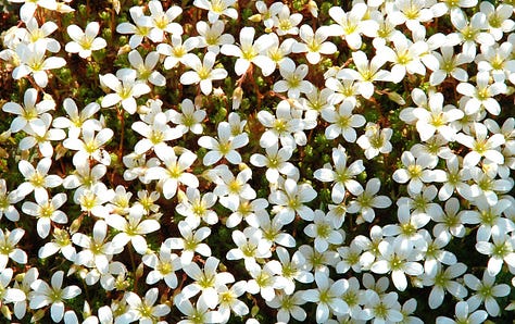 A selection of alpine plants