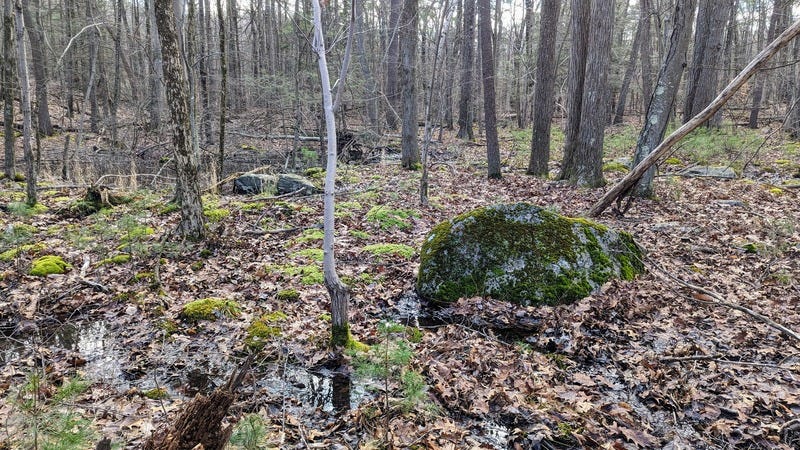 Deciduous trees growing in a wet, mossy area of the woods with moss on the rocks
