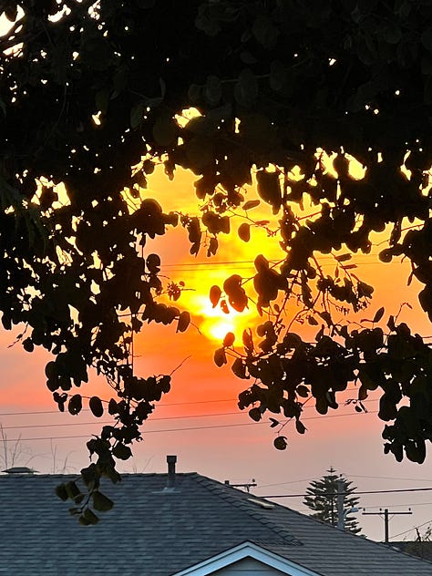 Ventura harbor with boat masts. Red boat. Blue boat. Rose, Natalie and Max eating ice cream. Free mermaid advice: Keep calm and wear pearls. Two dogs sitting together on a rug. A stack of books. Sunset through the trees.