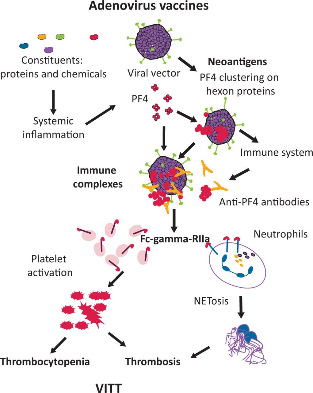 The aetiopathogenesis of vaccine-induced immune thrombotic thrombocytopenia  | RCP Journals