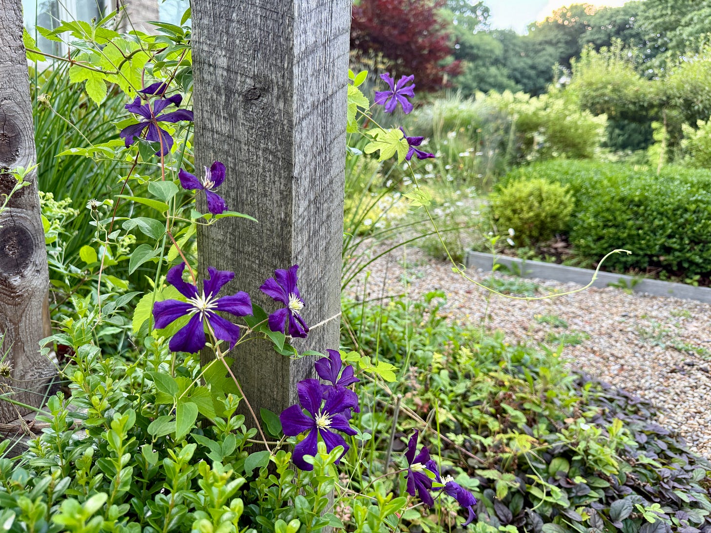 Finally some little Clematis ‘Etoile Violette’ flowers on the Trellis Wall this week! Working to rebuild the Clematis plants here post construction.