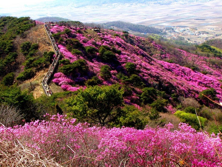 Goryeosan Azalea Festival in #Ganghwa Island, Korea Goryeosan Azalea Festival in #Ganghwa Island, Korea