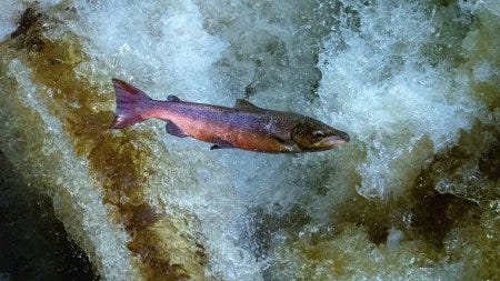 Un saumon d'eau douce heureux Un saumon d'eau douce heureux