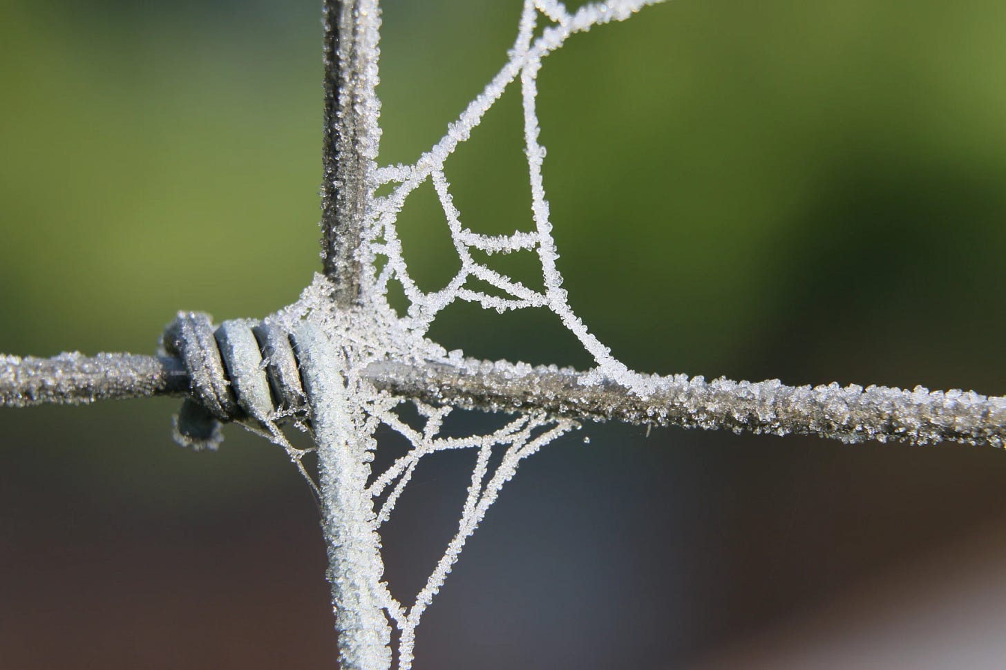 barbed wire with spider web covered in frost