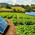 Solar Panels Plus Farming? Agrivoltaics Explained