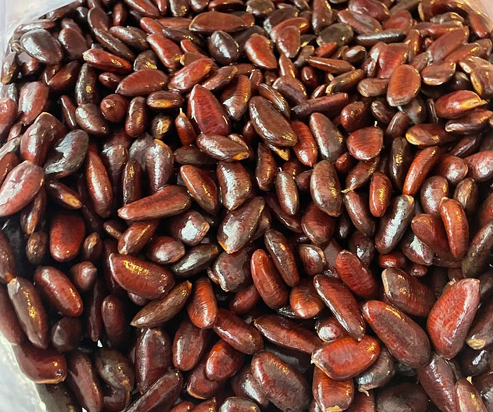 Many seeds from North American Pawpaws that are dark brown and large in shape.
