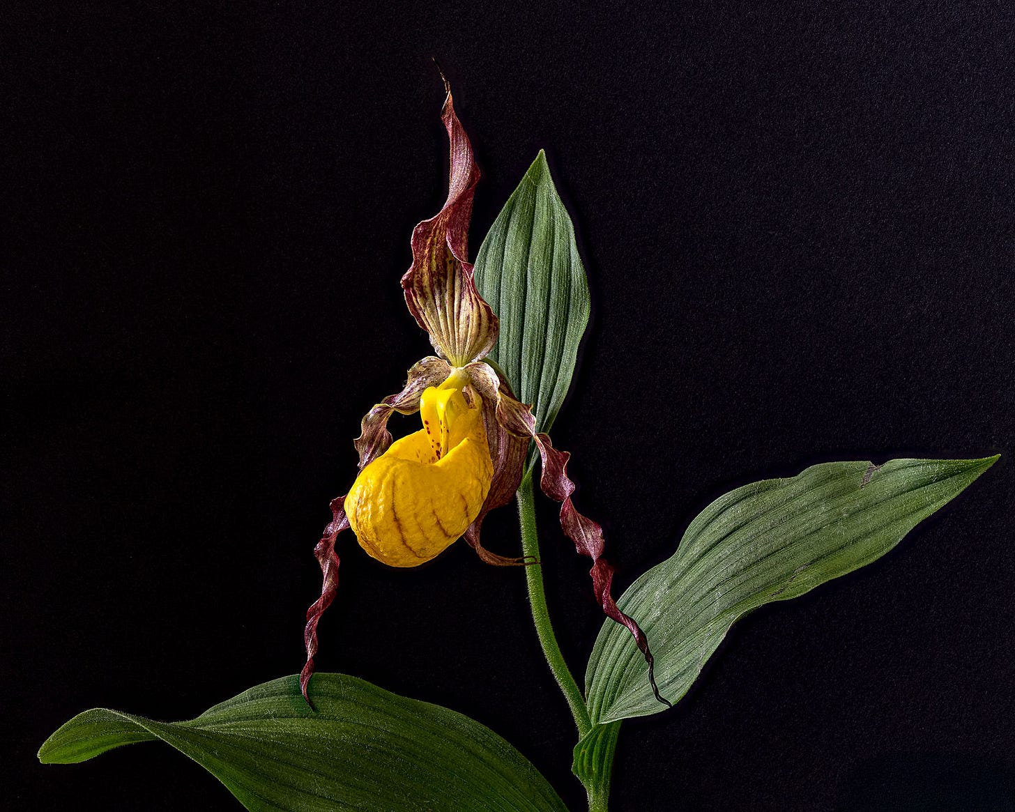 Yellow Lady's Slipper - Photo: Diana Pierce 