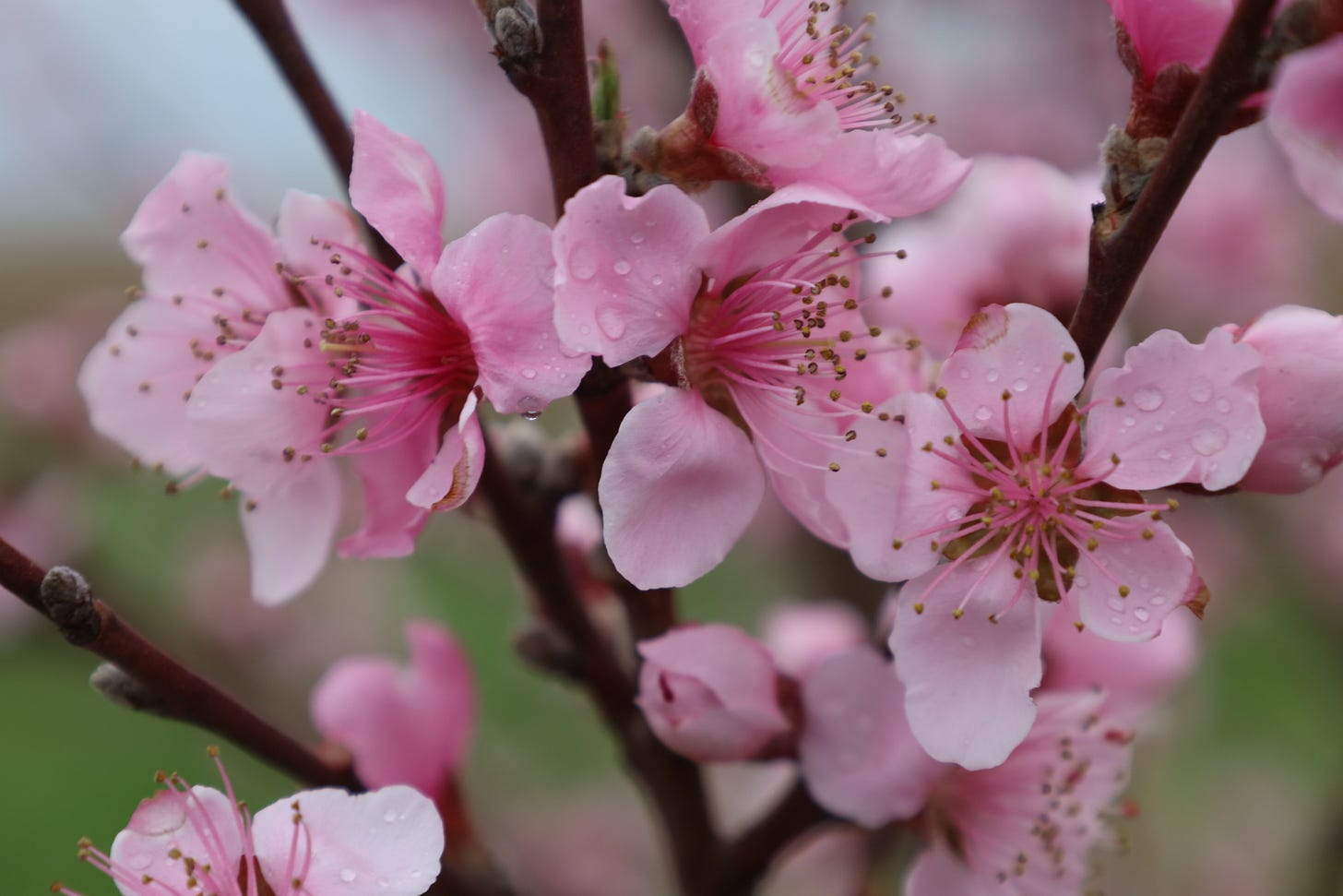 Peach blossoms at the farm