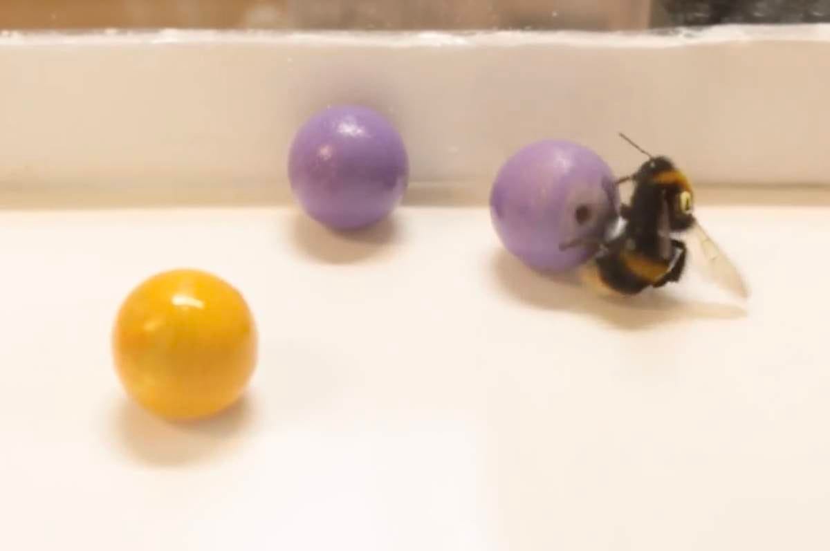 Bumblebees Are First Insect Known to Play