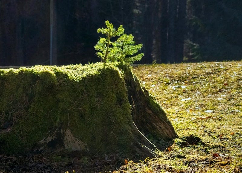 A small tree grows from a moss-covered tree stump.