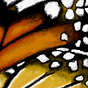 galloping crow studio's avatar