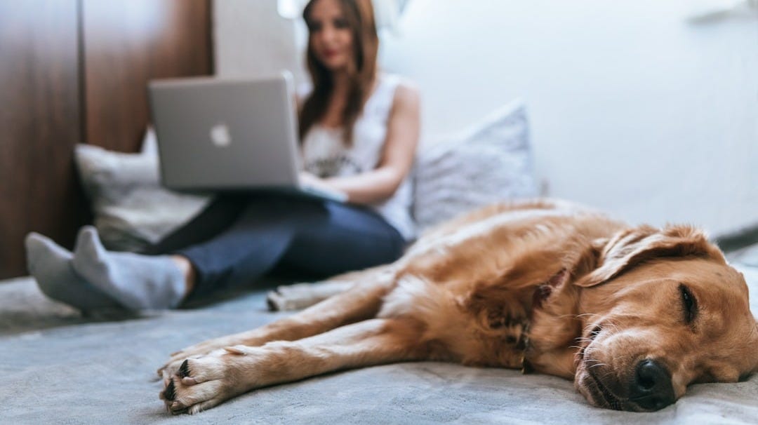 Golden Retriever lying on bed