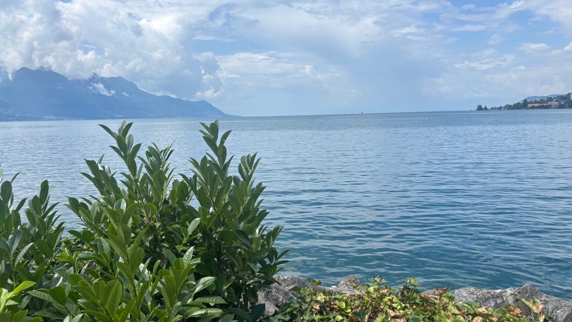 A green bush next to a body of water

AI-generated content may be incorrect.