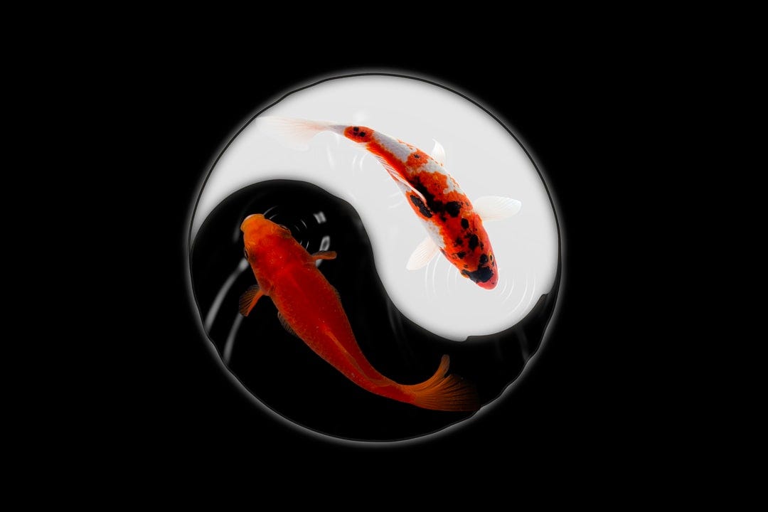 Koi fish red black and white background