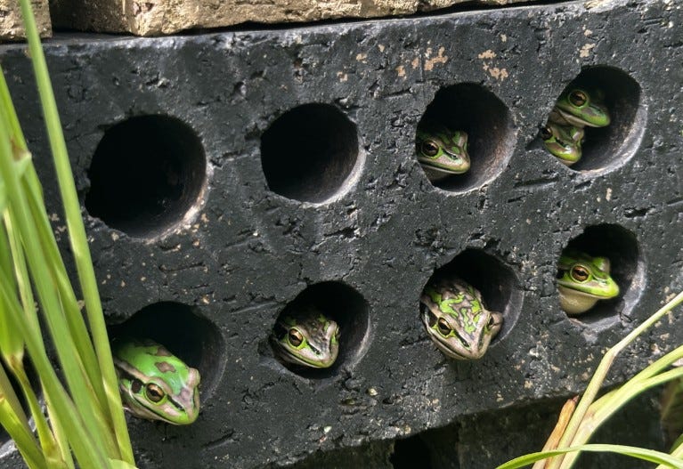 Green and golden bell frogs, poking their heads out of a holes in a perforated brick, making up one of the frog saunas.