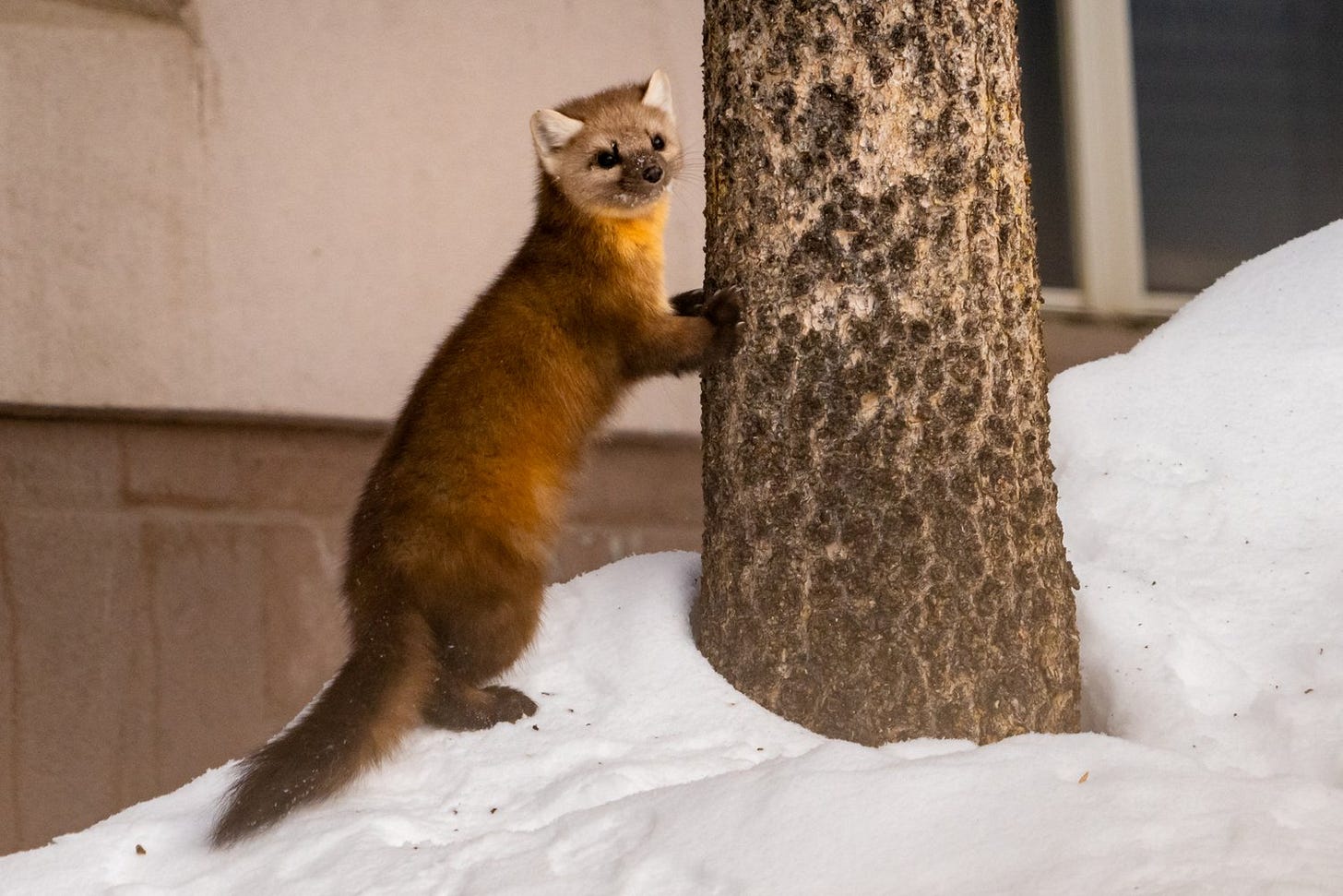 Winter In Yellowstone National Park © Jennifer Carr Photography-1-2.jpg
