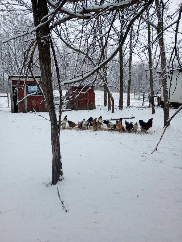chickens in snow