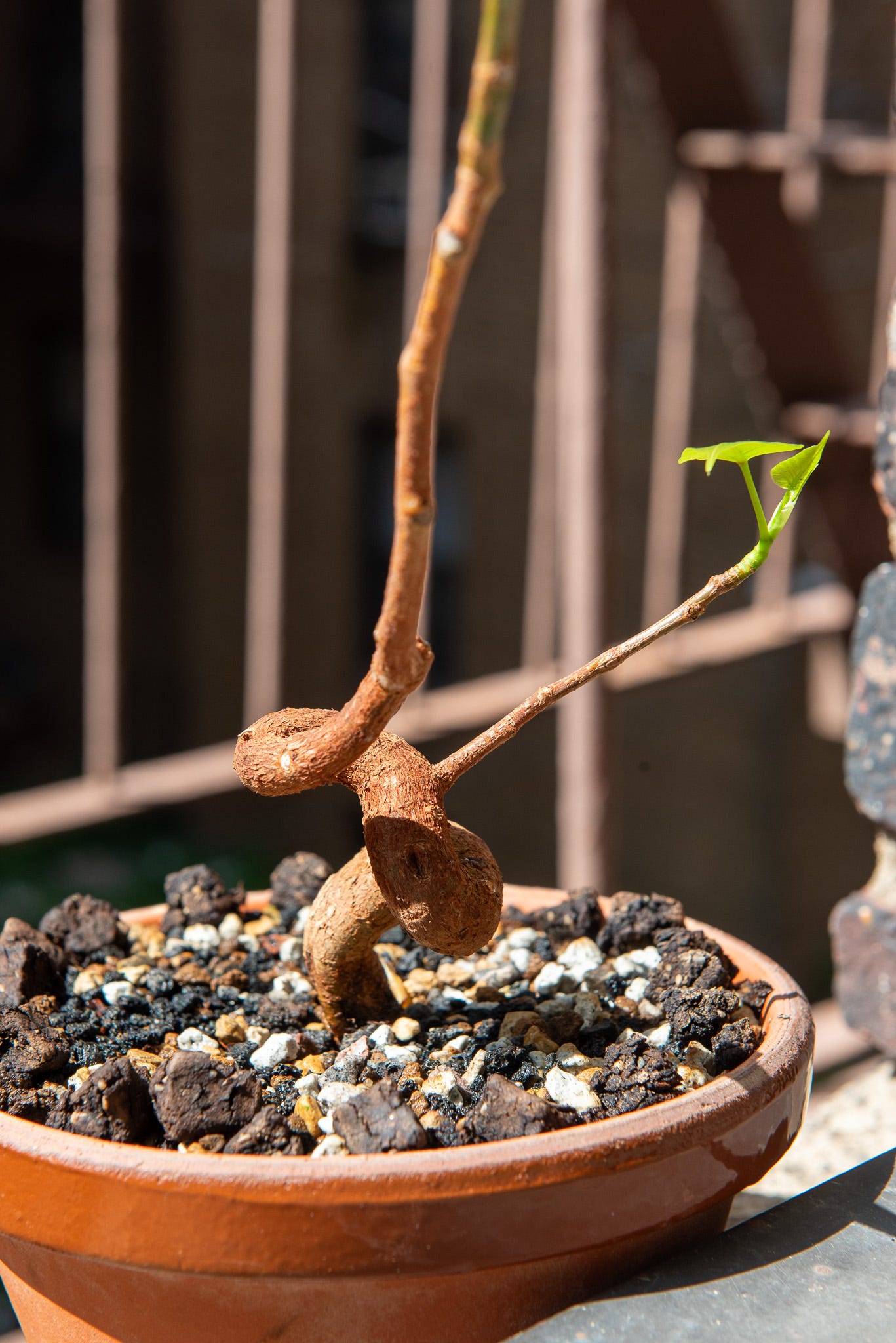 ID: Ficus religiosa bonsai