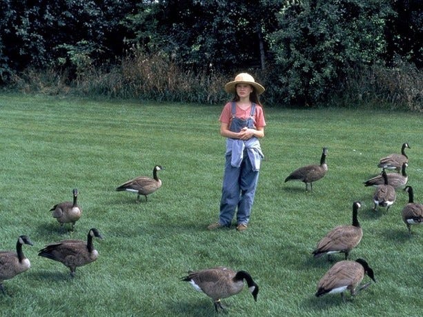 Fly Away Home | Rotten Tomatoes