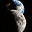Searogue's avatar