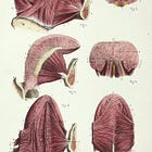 Your Tongue, Your Posture