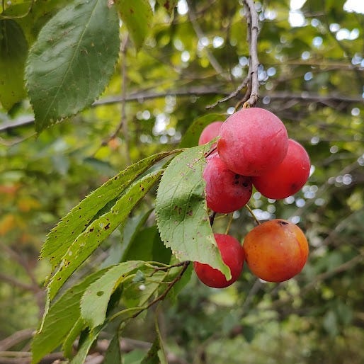 A photo of wild plums in front of a grove.