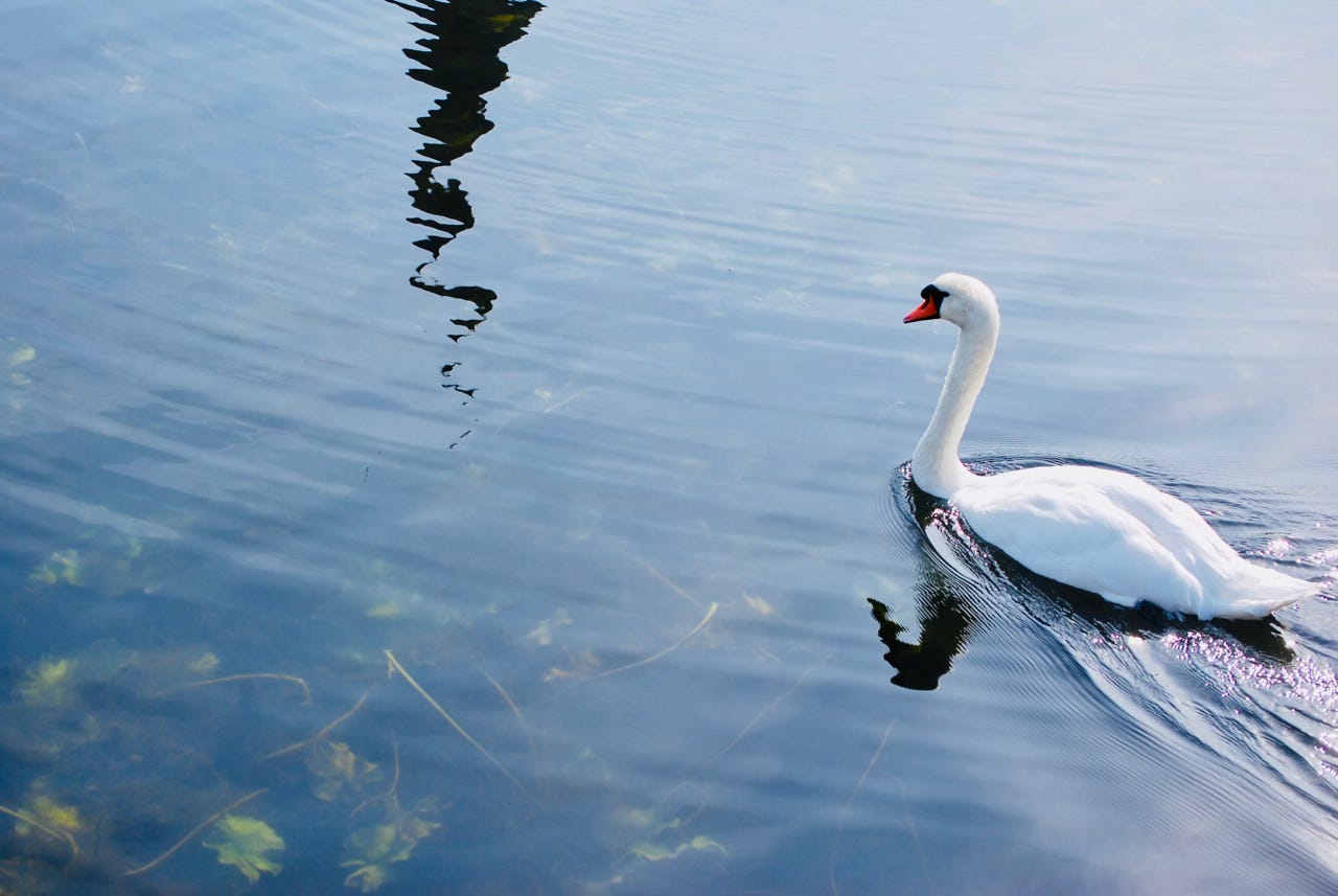 A swan glides on the surface of calm waters. A swan glides on the surface of calm waters.
