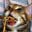 spaghetti cat's avatar