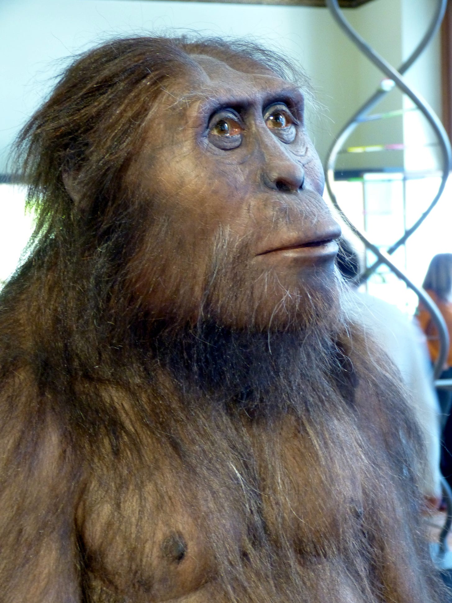 File:NHM - Australopithecus afarensis Modell 1 a.jpg - Wikimedia Commons