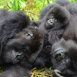 Primatology.net
