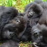 Primatology.net