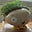 Stu Gryph's avatar