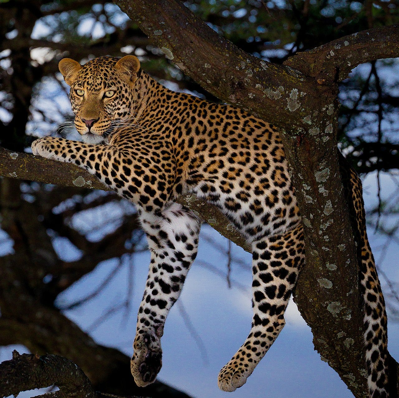 beautiful leopard in a tree beautiful leopard in a tree