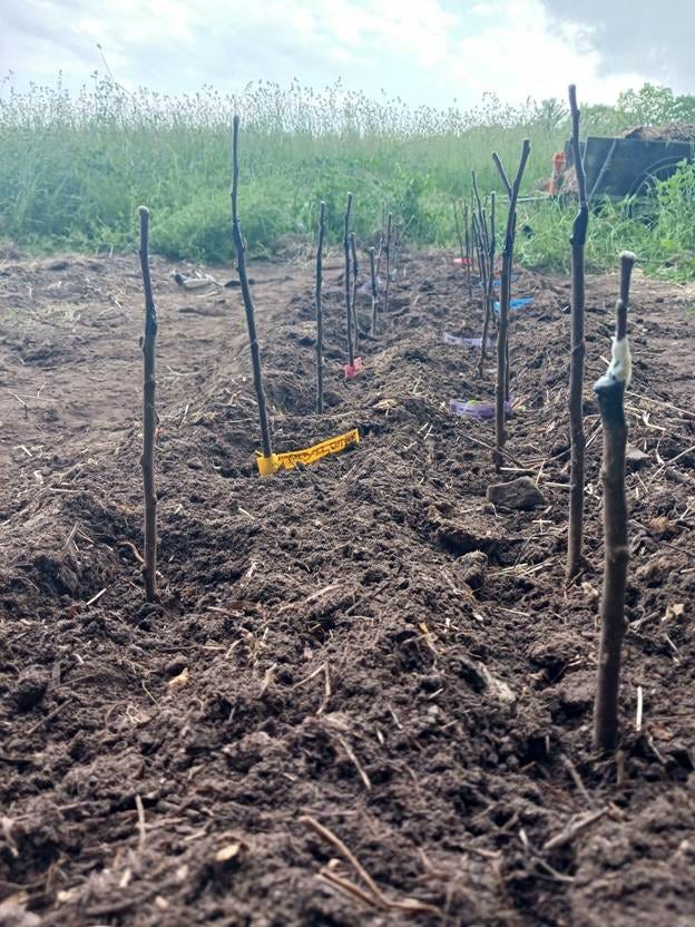 A small trees in the dirt

AI-generated content may be incorrect.