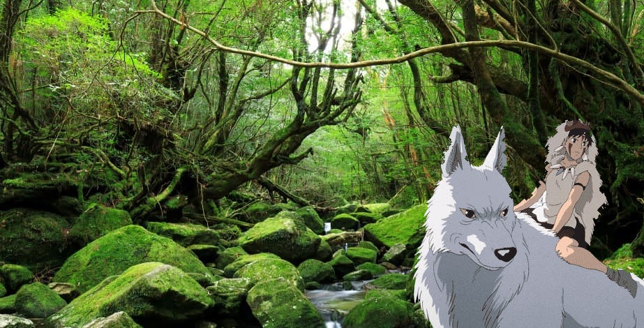 Yakushima, Kagoshima must visit 2026 eidition in detailed info. – Anime Maps Yakushima, Kagoshima must visit 2026 eidition in detailed info. – Anime Maps