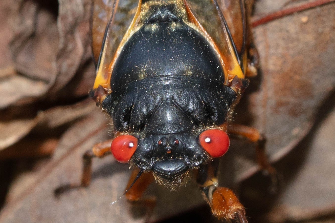 Close-up of the face of a periodical cicada, a black insect with big red eyes. The bases of the orange-veined wings are visible in this photo.