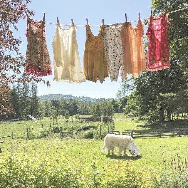 This may contain: an animal that is standing in the grass near some clothes hanging from a line on a clothesline
