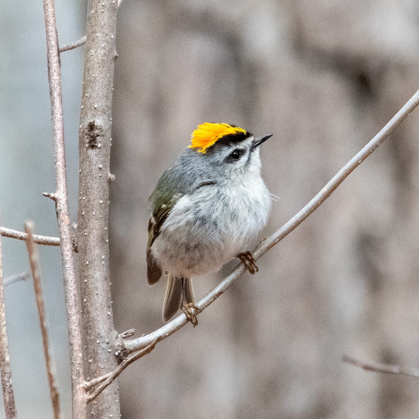 A small round gray bird looks up and to the side as the Calatrava-Oculus-like fiery orange crest on its head slowly closes