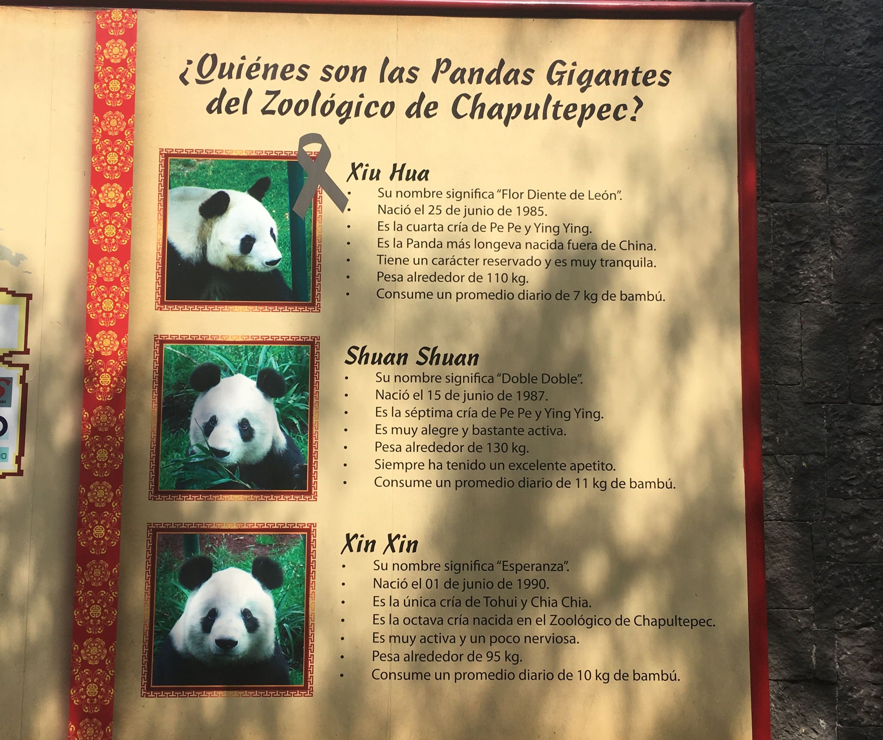 Meeting Mexico's last panda and postponing the final goodbye