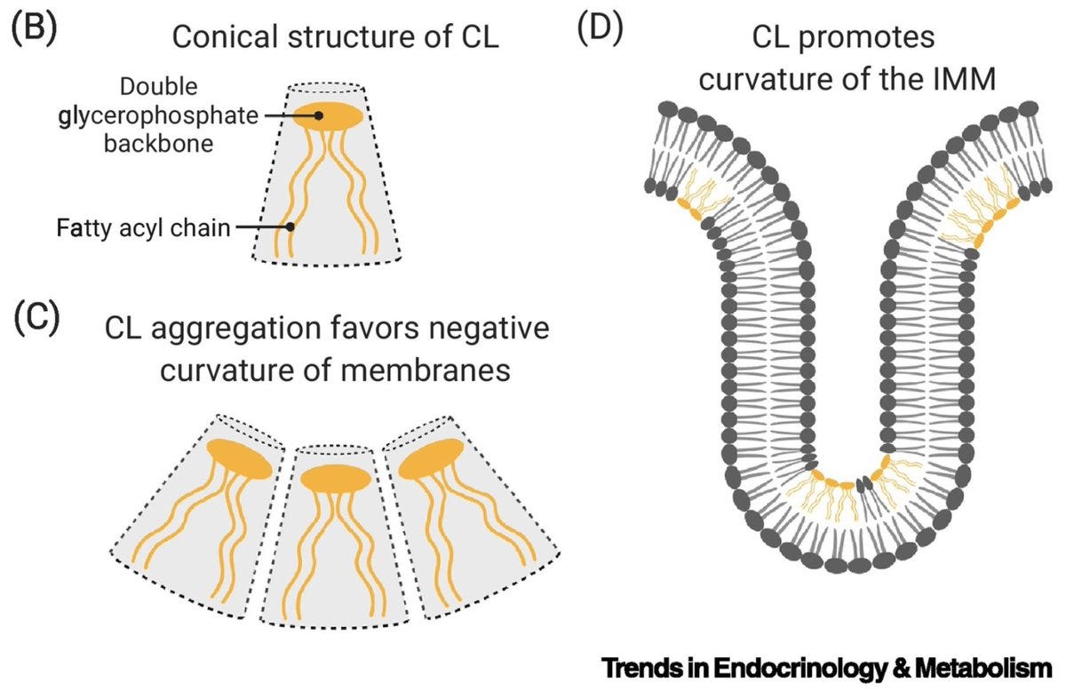 Image: https://www.cell.com/trends/endocrinology-metabolism/fulltext/S1043-2760(21)00026-6
@BarthSyndrome