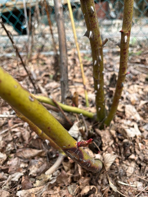 first image: pink and pale green rhubarb stalks emerging, second image: green fluffy rosettes of columbine, third image: a rose can with a pink shoot emerging