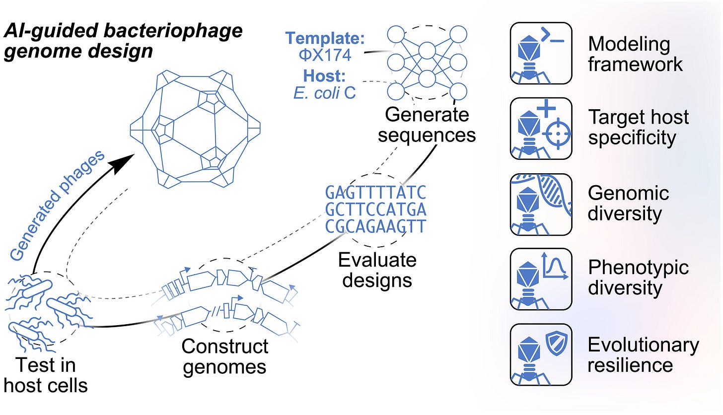 Sixteen AI-designed viruses offer a new route against drug-resistant bacteria Sixteen AI-designed viruses offer a new route against drug-resistant bacteria