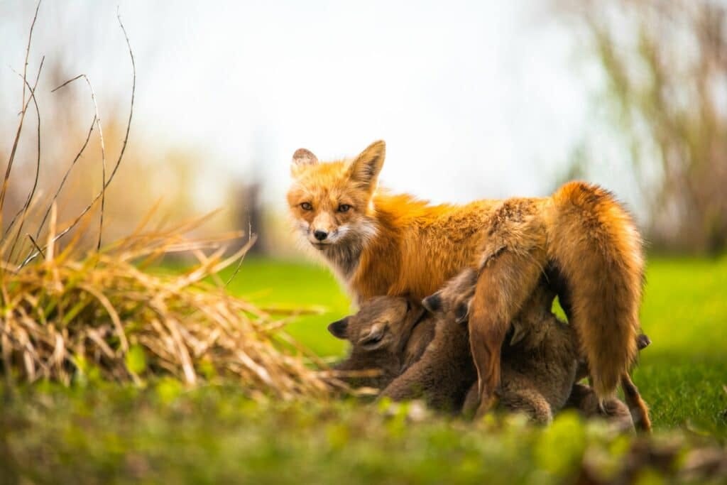 brown fox on brown grass during daytime nursing her babies, via Jeremy Hynes/Unsplash