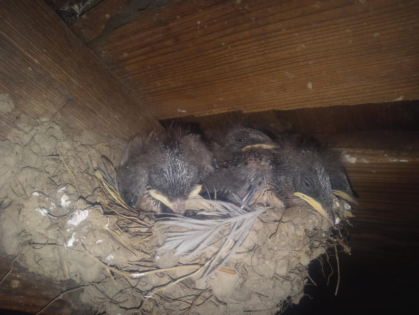 a nest in the rafters of a barn with small brown barn swallows