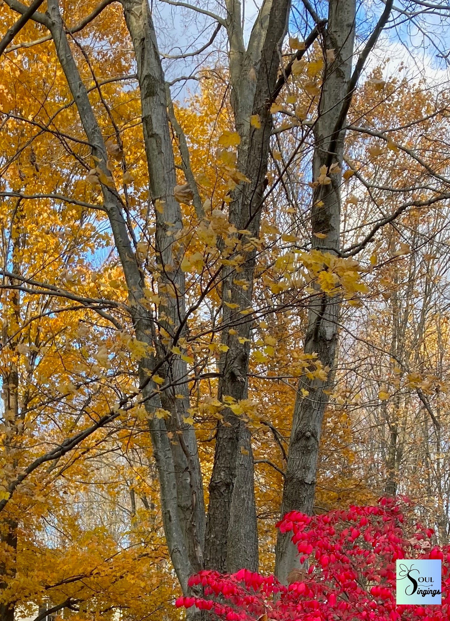 our favorite tree's massive limbs