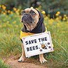 Rôle des abeilles domestiques dans la pollinisation