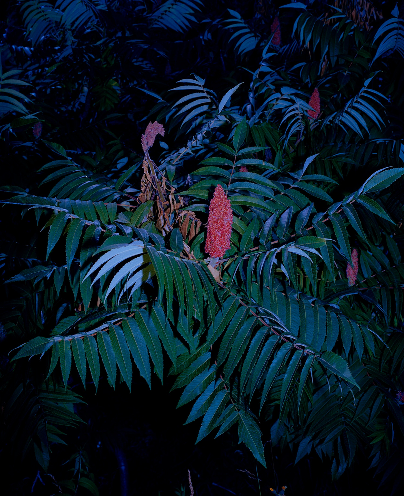 Slide Image